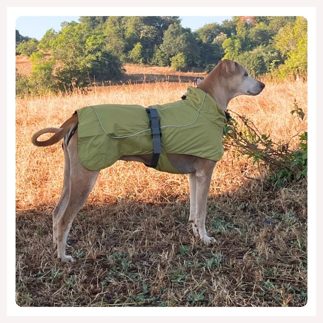 A a Pets' Adventure Raincoat for Dogs