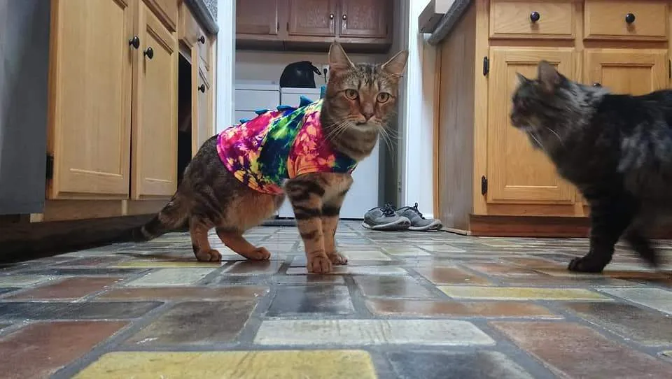 Black and Purple Dragon Spiked Pet Shirt