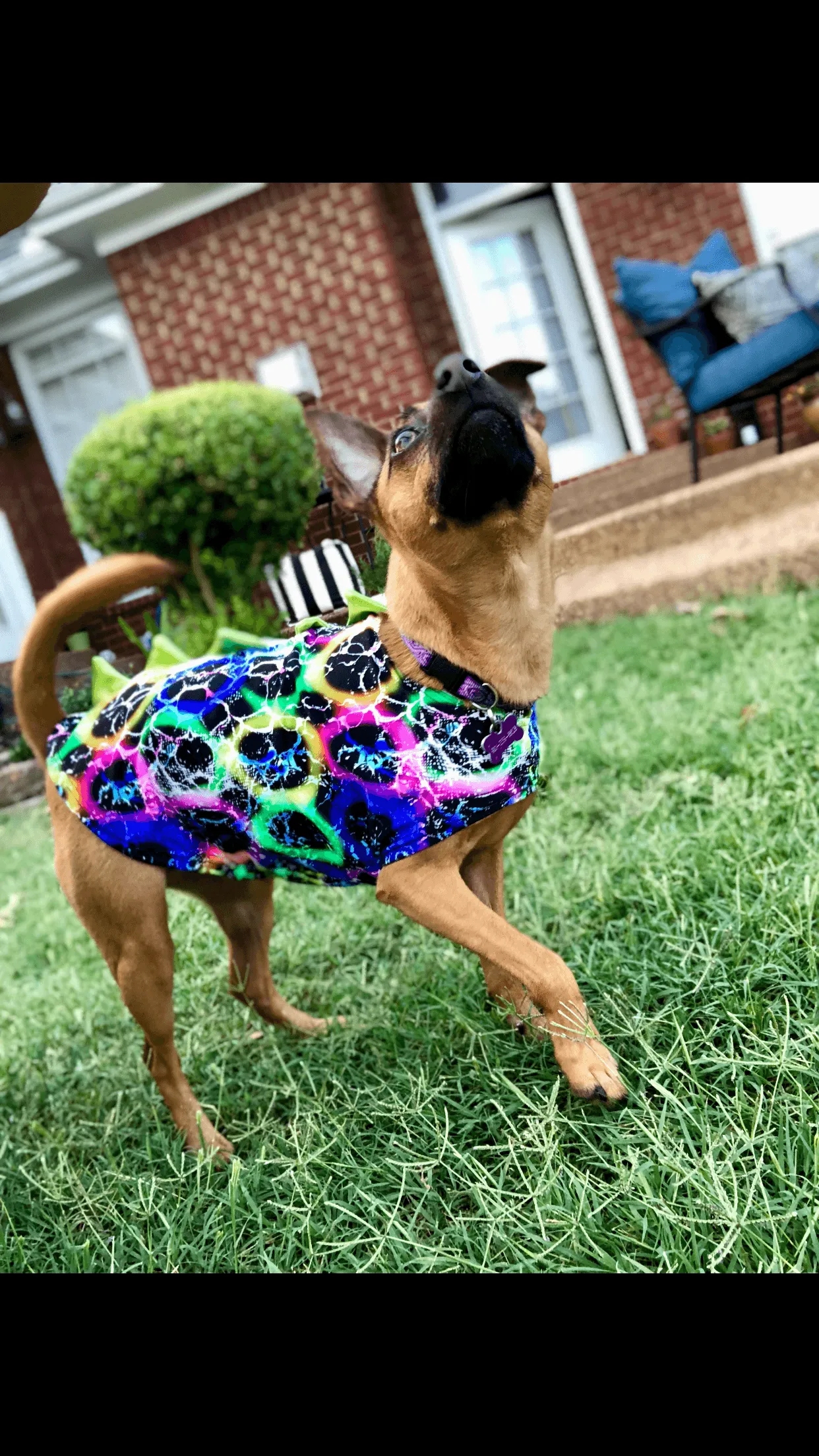 Black and Purple Dragon Spiked Pet Shirt