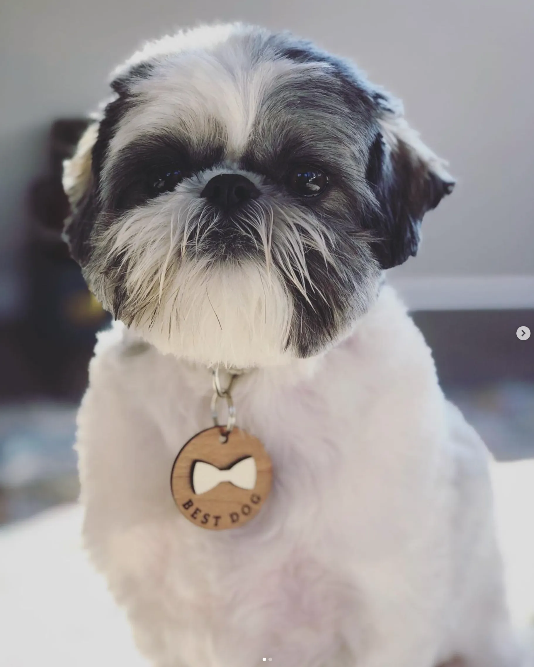 Bow Tie Wooden Round Pet Tag