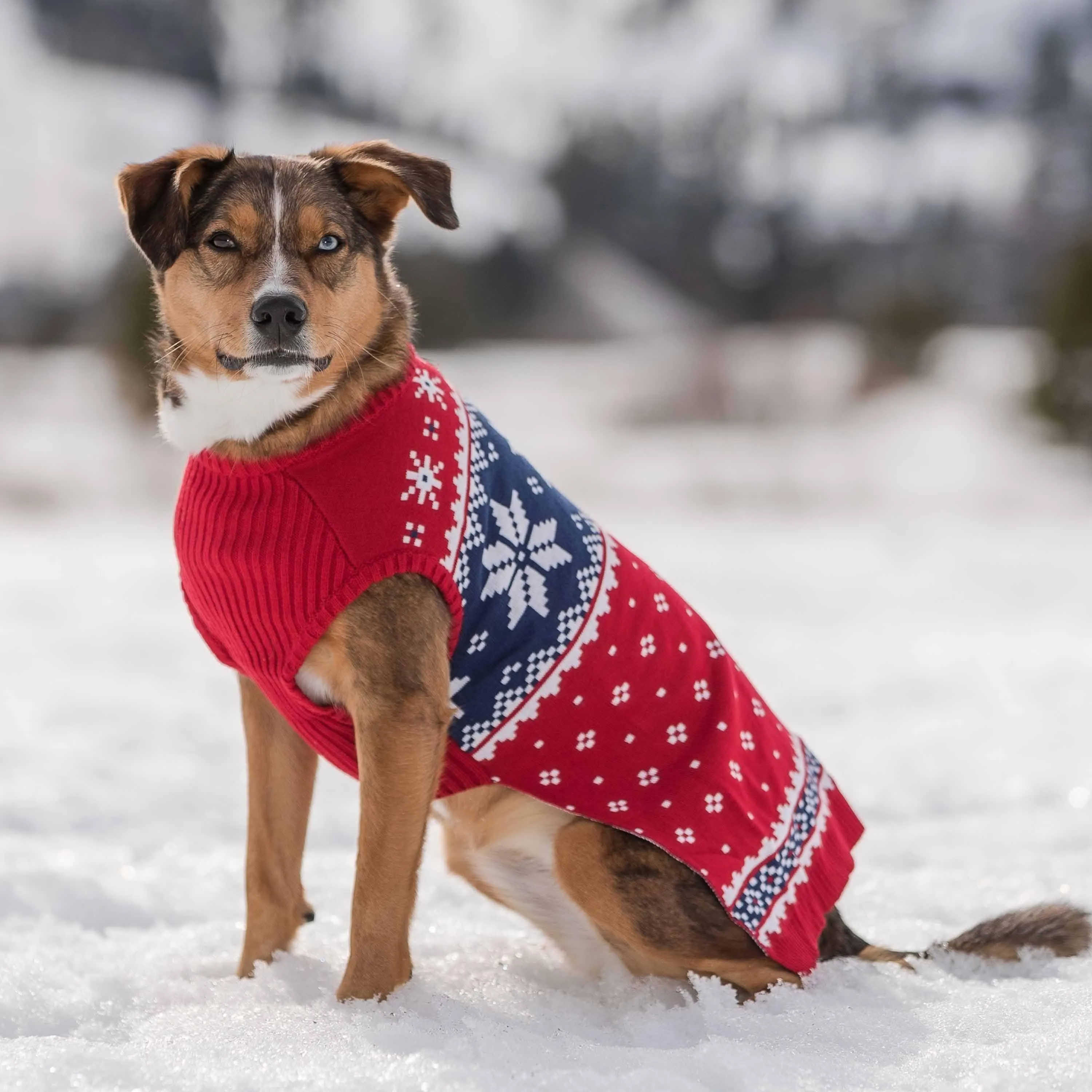 Christmas Snowflake Dog Sweater, Festive Red, Snowflake