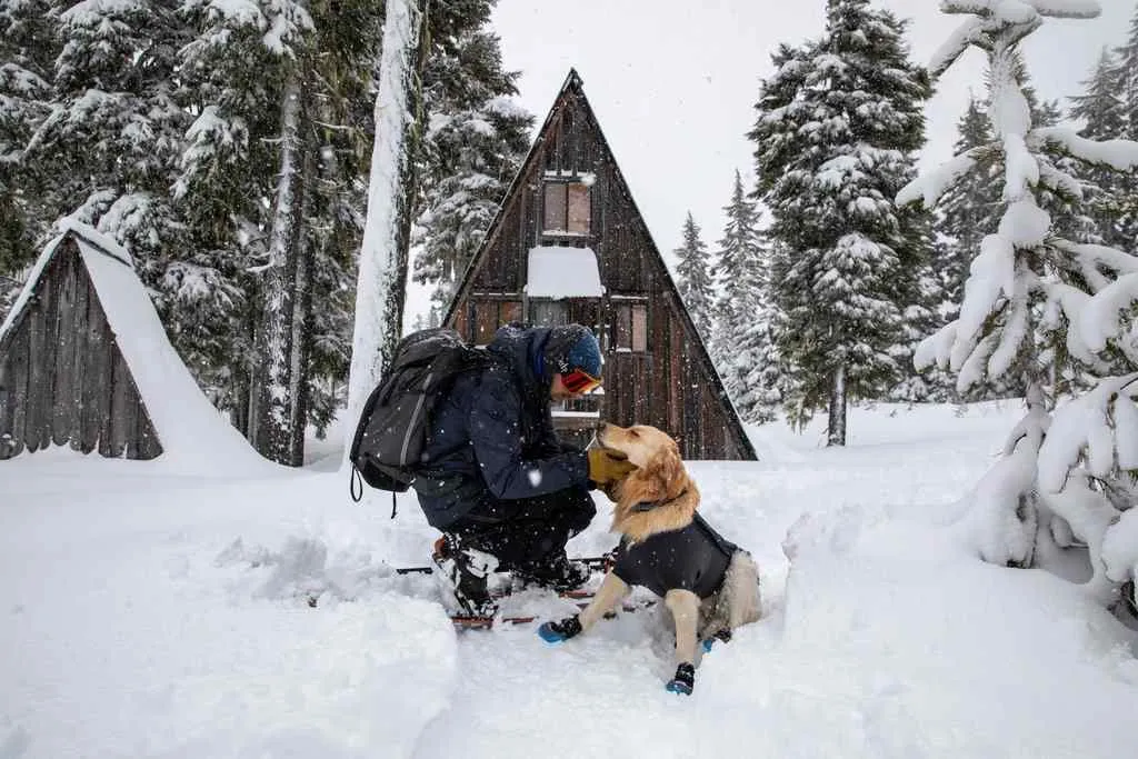 Cloud Chaser Dog Jacket from Ruffwear, Waterproof for Winter