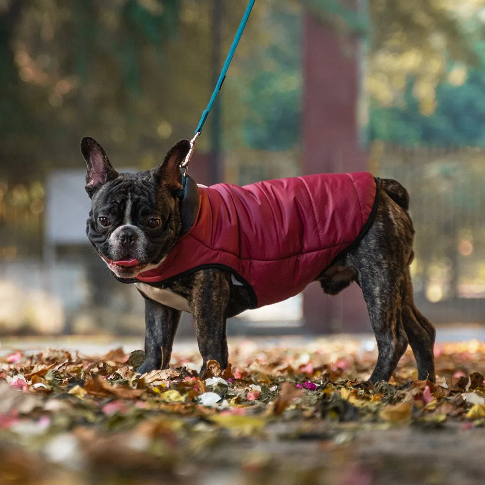 Dear Pet Quilted Jacket for Dogs in Maroon