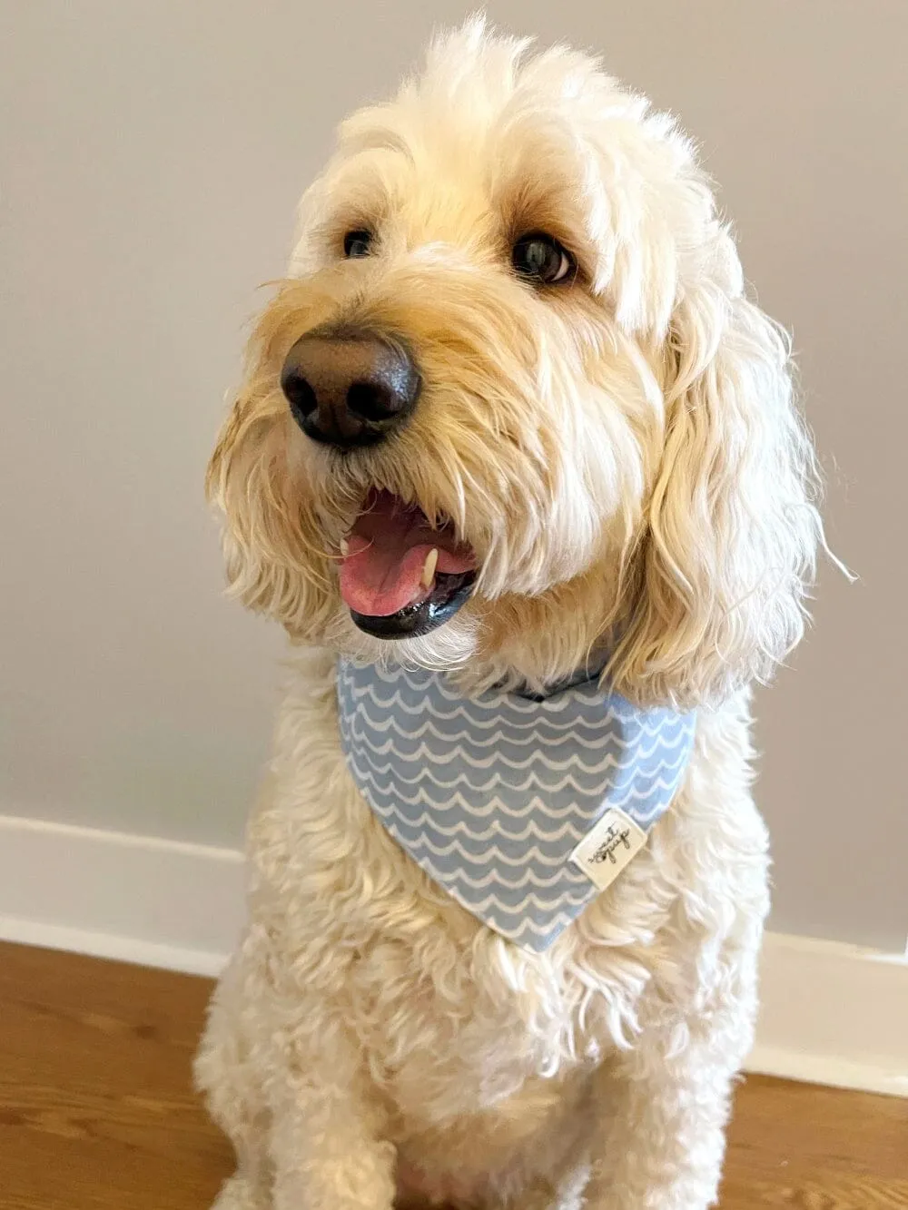 Dog Bandana - Perfect Wave Beach Blue