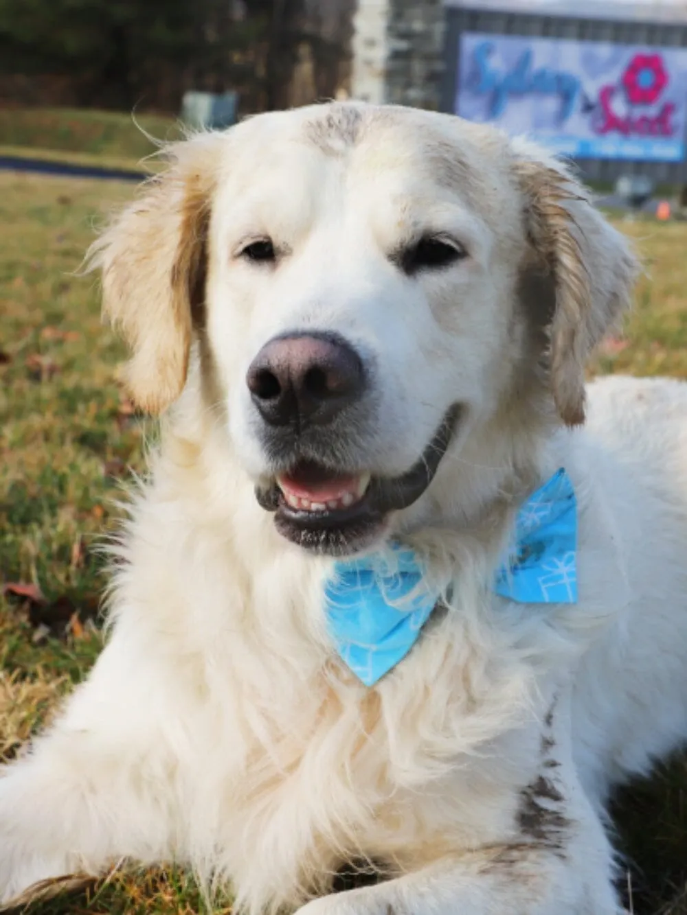 Dog Birthday Bow Tie - Prezzie Blue