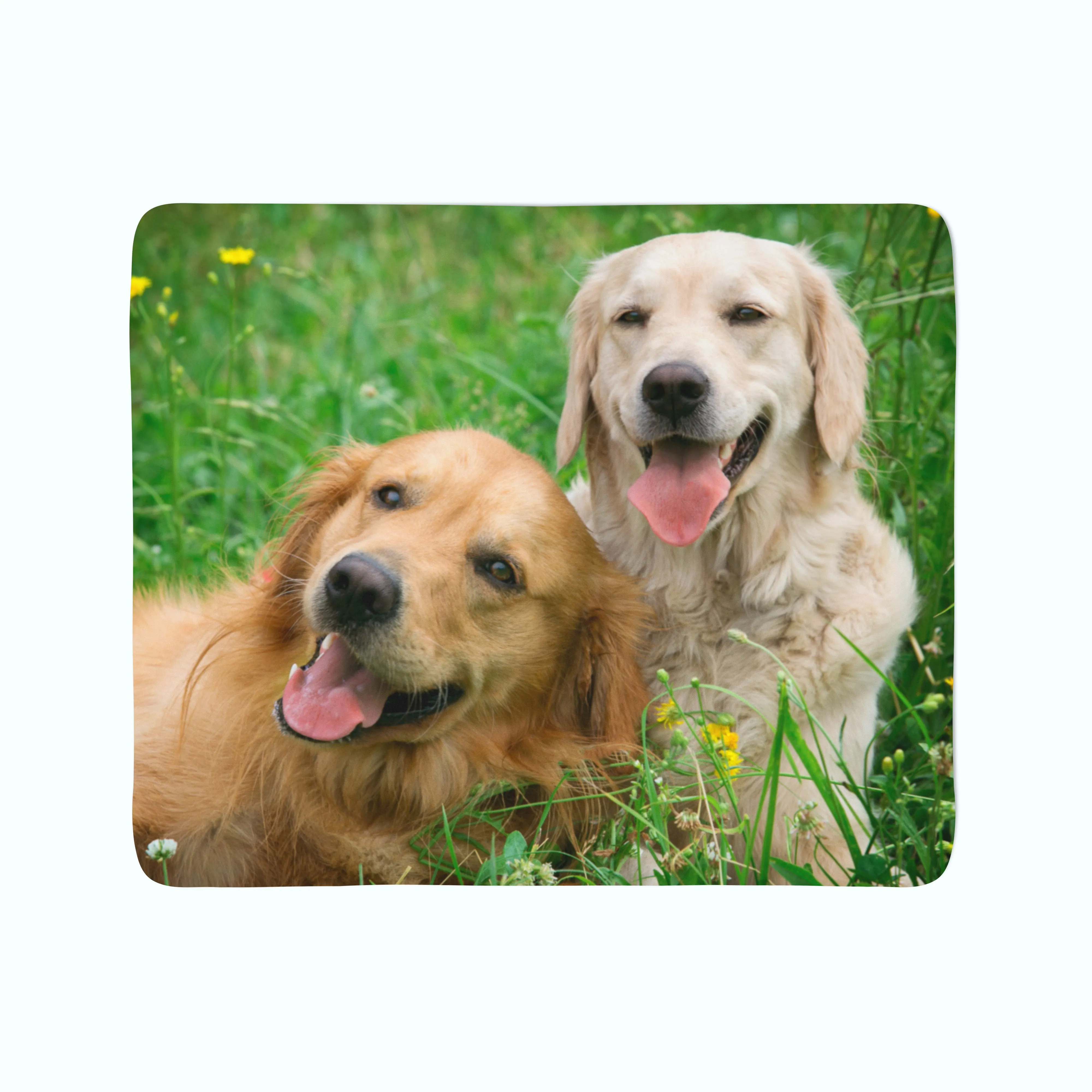 Fleece Blanket Labradors Retrievers in the Meadow