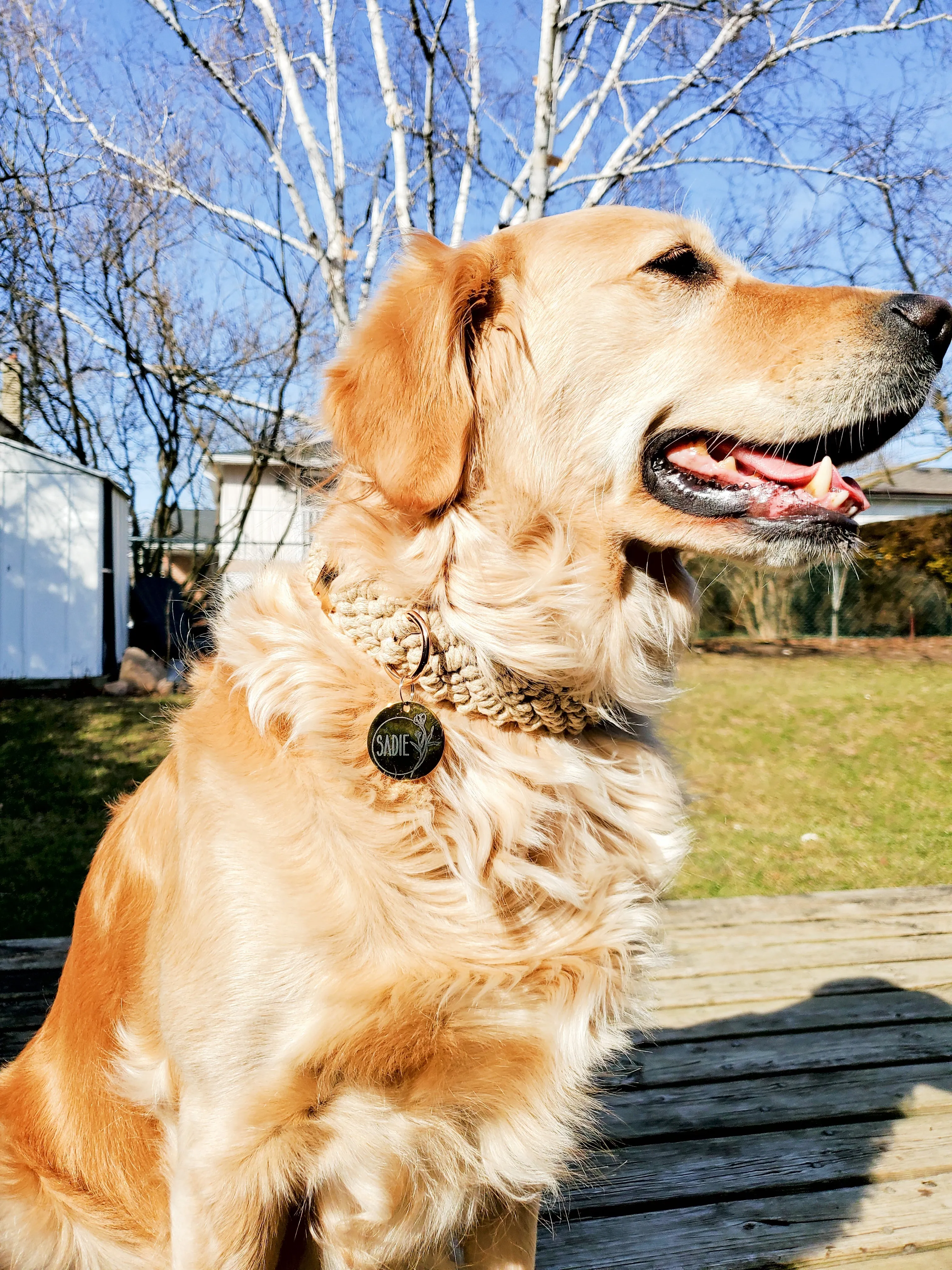 Gold Pet ID Tag | Round Laser Engraved Dog Tag Stainless Steel