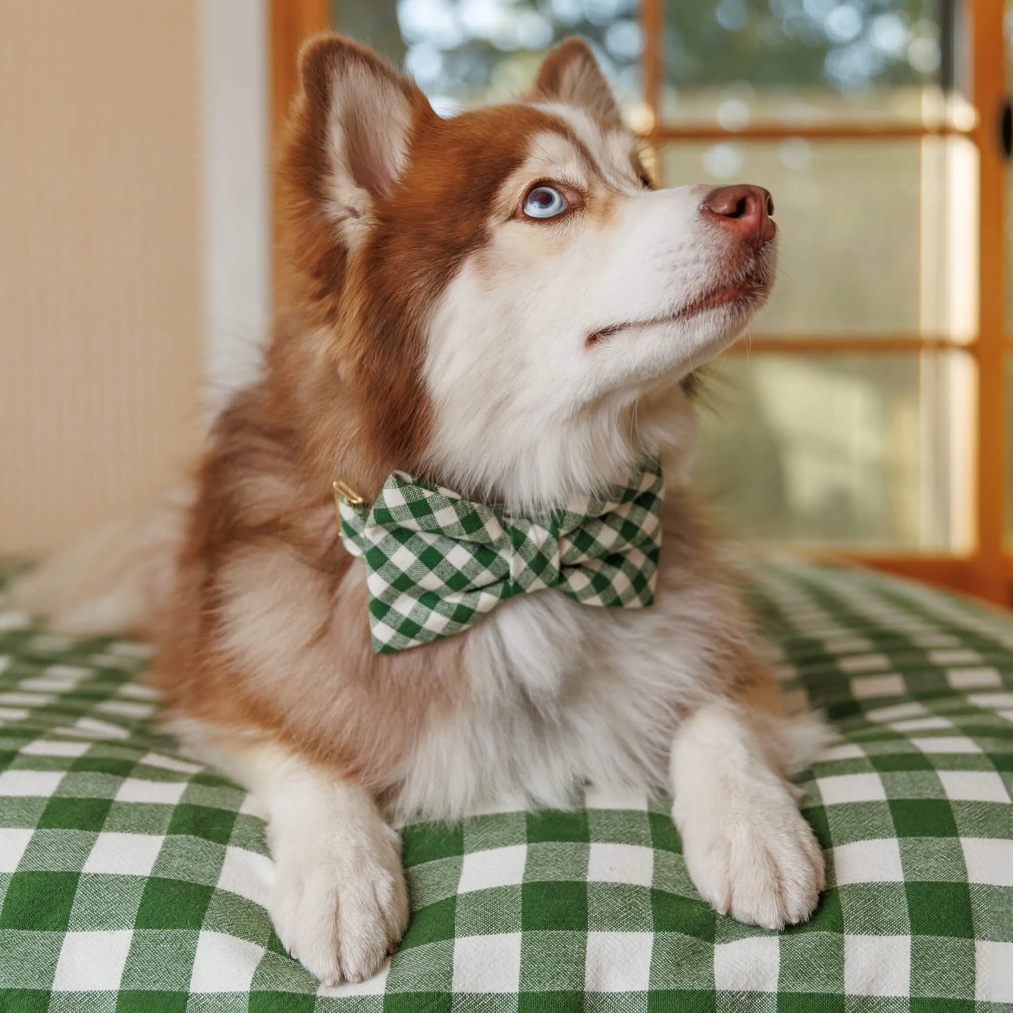 Heather Taylor Home x TFD Mini Gingham Hunter Green Dog Bow Tie