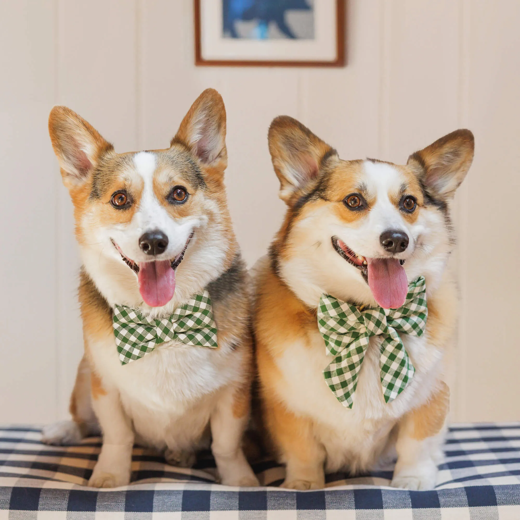 Heather Taylor Home x TFD Mini Gingham Hunter Green Dog Bow Tie