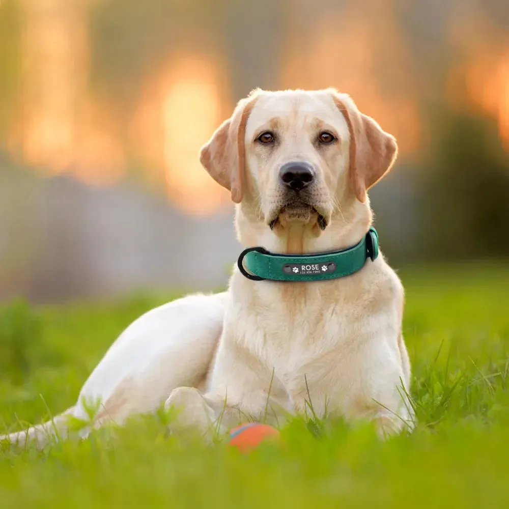 Personalised Custom Leather Dog Collar