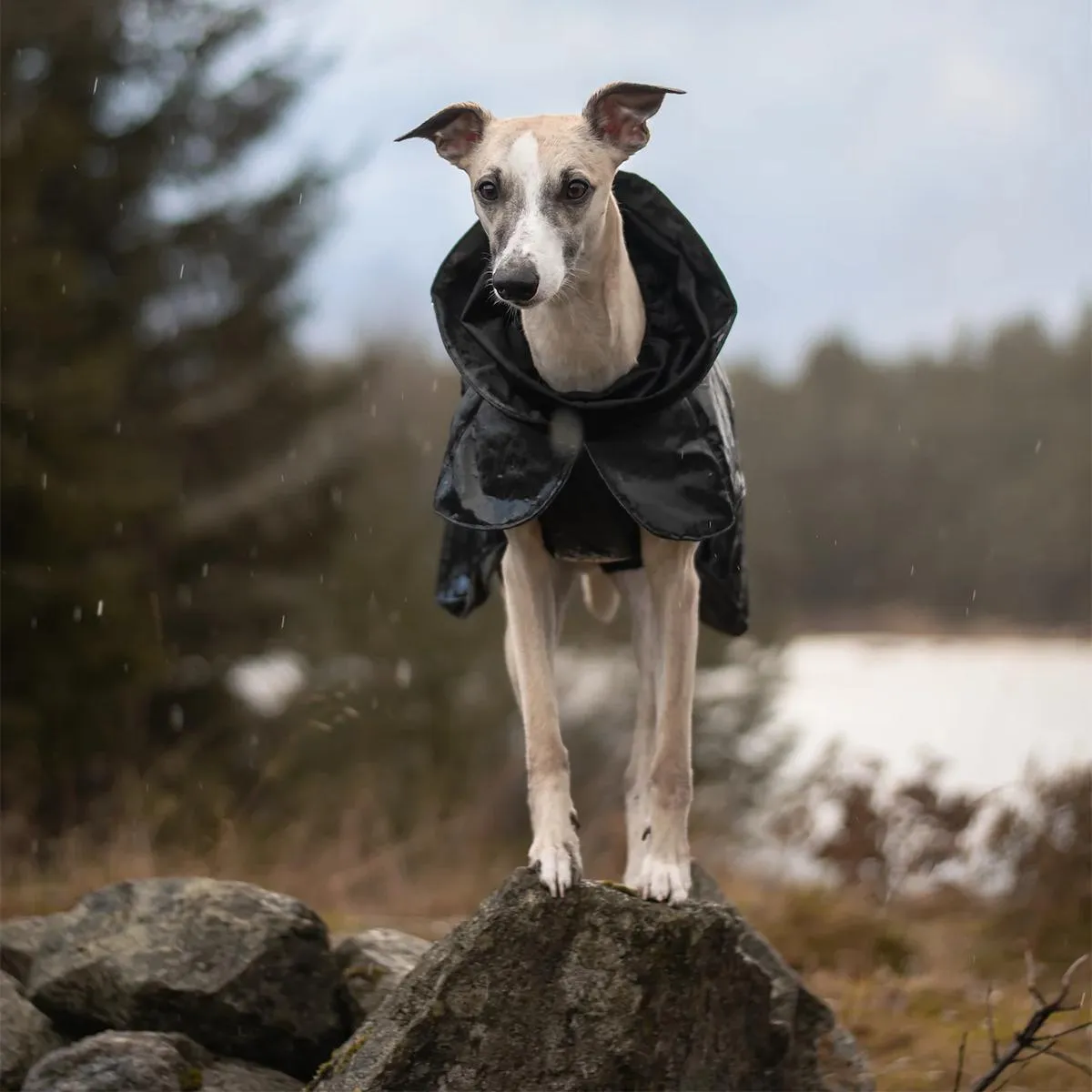 Visibility Winter Dog Jacket Dark