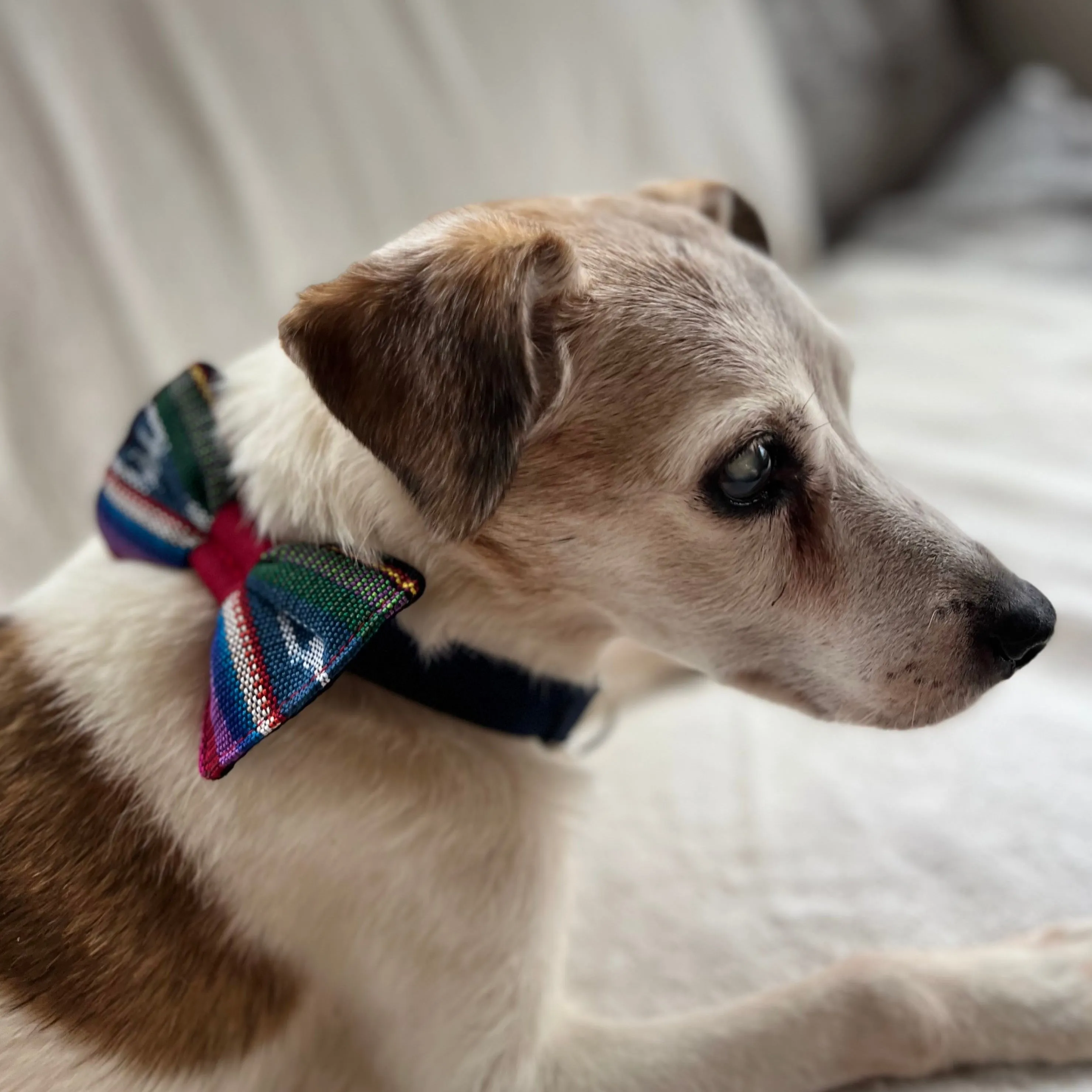 Woven Pet Bow Ties